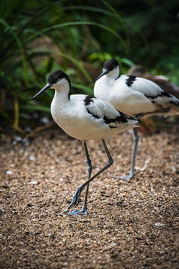 avocets, birds, pied Avocets, avian, recurvirostra Avosetta, wildlife, nature, fauna, long Legs, bird, upward Curved Black Bill