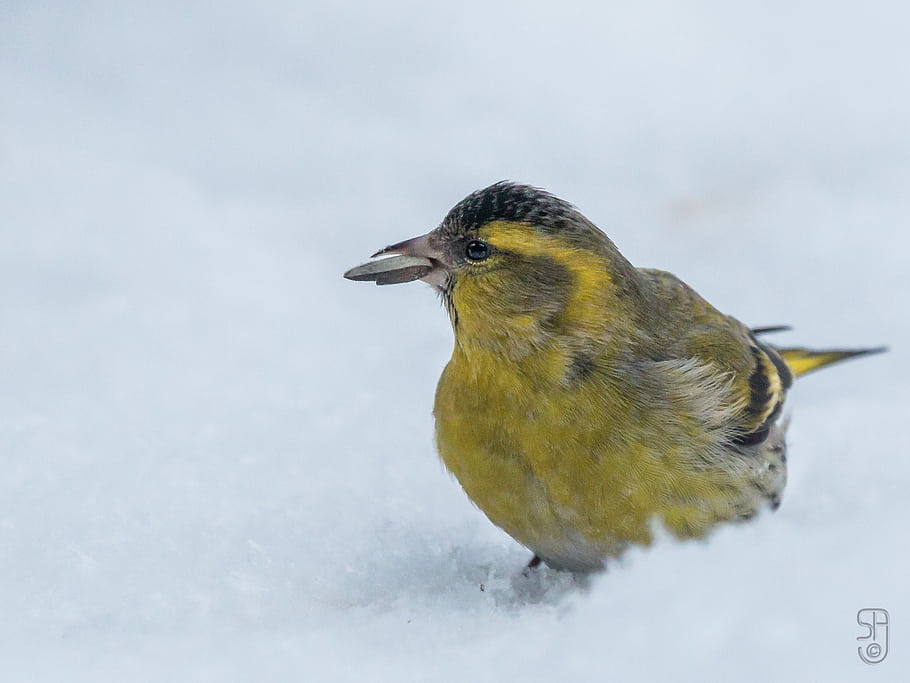 ユーラシアシシン、 カルドゥリススピナス、 冬、 雪、 庭園、 鳥、 ノルウェー、 コングスベルグ、 キヤノン70d、 キヤノンEF 100-400、 鳴き鳥
