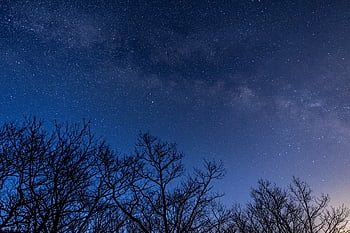 night, tree, starry, sky, galaxy, space, trees, silhouette, nature, astronomy, outdoors
