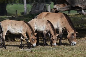 przewalski's Horses, zoo, horses, mammal, wild Horses, animal Welfare, takhis, mongolian Wild Horses, dzungarian Horses
