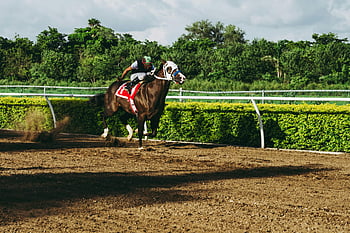 hnědý kůň, koňské dostihy, žokej, venkovní dráha, během dne, závodní akce, koňská dráha, Venkovní závody, Jockey Action, den závodu, Konkurence koní
