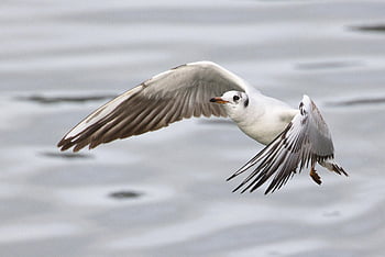 seagull, bird, water Bird, plumage, nature, wings, river, flight, avian, ornithology