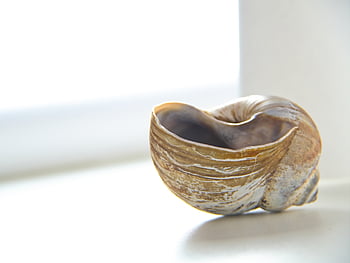 hlemýžď, shell, zavřít, spirála, měkkýš, moře, zvíře, objekt, Příroda, škeble, korýš