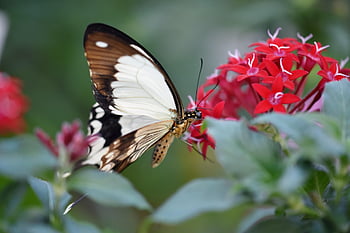 motýl, rybinou, hmyz, entomologie, druh, makro, křídlo, tropický motýl, exotický