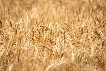 barley, full Hd Wallpaper, cereal, free Background, crop, grain, field, agriculture, agricultural, country, countryside