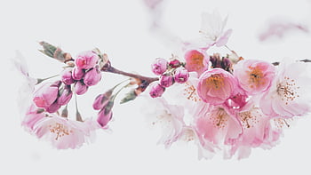 cherry Blossoms, petals, nature, tree, spring, sakura, bloom, blossom, close Up, pastel, romantic
