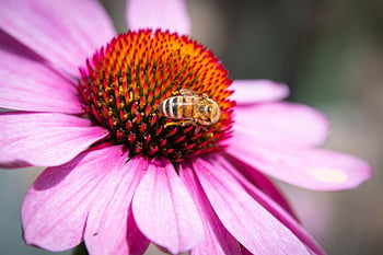 Ape, Echinacea viola, impollinazione, coneflower, sfondo di fiori, carta da parati floreale, fiore, bellissimi fiori, echinacea purpurea, avvicinamento, insetto