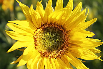 girasole, petali, polline, semi, semi di girasole, petali gialli, fiore giallo, fioritura, fiorire, flora, floricoltura