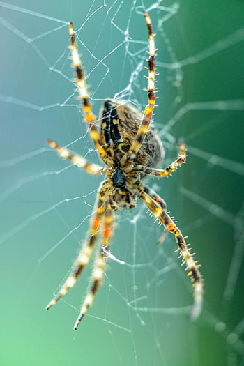 spider, spiderweb, cobweb, legs, hairy, web, macro, close Up, nature, yellow, green