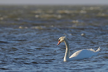 swan, mute Swan, baltic Sea, sea, riverbank, animal, wildlife