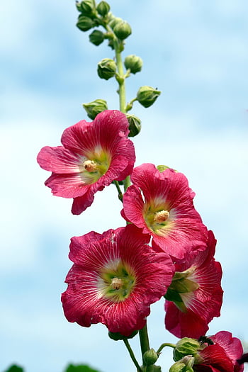 hollyhocks, flowers, bloom, blossom, petals, hollyhocks Petals, flora, nature