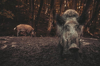 wild, wild Boar, pig, nature, forest, sows, the Animal, the Bristles, mammals, zoo, piglet