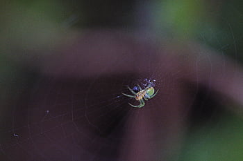 spider, insect, entomology, web, cobweb, spider Mite, spiderweb