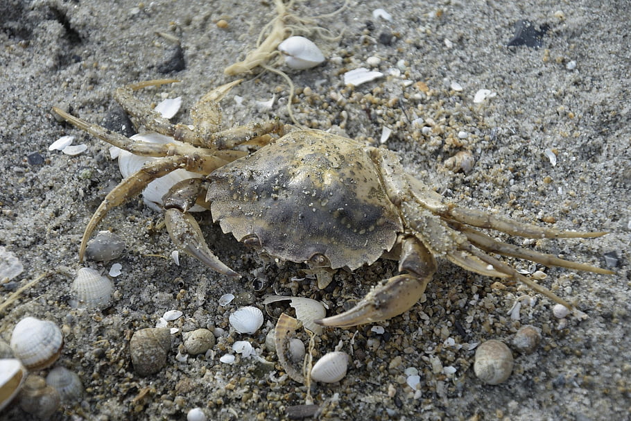 crab, crustacean, seafood, tank, shear, beach, close Up