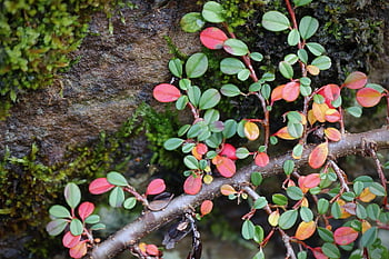 cotoneaster, ground Cover, subjects Medlar, leaves, floor, fall, forest Floor, plants