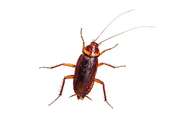 plazení, křídla, Chyba, hnědý, špína, šváb, choroba, škůdce, makro, špinavý, zavřít