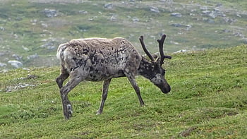 jämtland, sweden, norrland, reindeer, nature, outdoors, wildlife, animal, mammal, wild, antlers