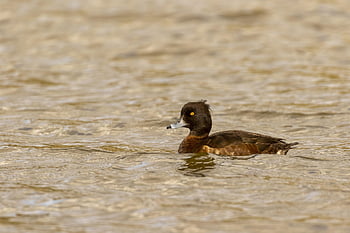 anatidae, animal, anseriformes, aythya, beak, beautiful, bird, black, dark, duck, environment