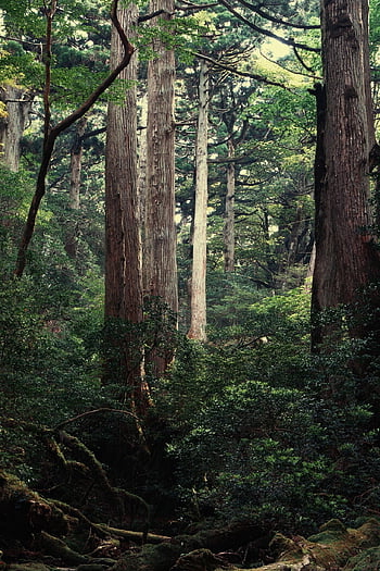 숲, 자연, Yakusugi Virgin Forest, 야쿠시마, 세계 자연 유산 지역, 서부 야쿠시마, 일본, 경치