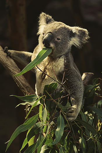 koala, eucalyptus leaves, feeding, natural habitat, tree, wildlife, marsupial, australian animal, leafy branch, forest, nature