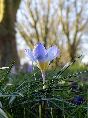 crocus, beautiful Flowers, flower, plant, petals, flower Wallpaper, blossom, bloom, grass, spring Flower, early Bloomer