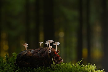 houby, Přilby, borová šiška, symbióza, les, mech, podzim, Příroda