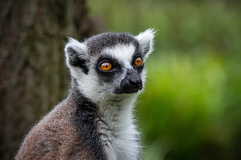 ring Tailed Lemur, lemur, primate, lemur Catta, mammal, zoo, nature, wildlife, animal, primates, monkey