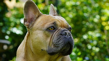 Bulldog français, chien, animal, fond vert, dans le vert, mignonne, regard doux, confortable, dans le jardin, fermer, portrait