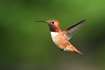 bird, hummingbird, rufus, nature, wildlife, birdwatching, animals, outdoor, avian, puget Sound, photography