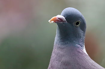 wood Pigeon, dove, bird, columba Palumbus, feathers, plumage, beak, nature, portrait, animal