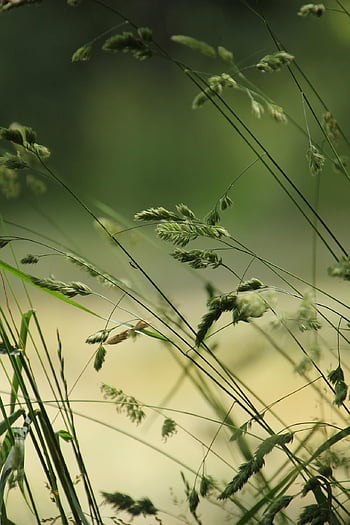 grasses, meadow, nature, stalks, green, summer, close Up