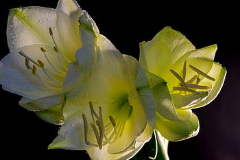 rulík, belladonna lily, amaryllis belladonna, bílá lilie, rostlina, vzkvétala, květ, Příroda, lilie, flóra, zahrada