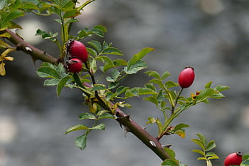 rosehofte, frukt, gren, blader, røde frukter, rose hep, rose haw, kvist, anlegg, natur, høst