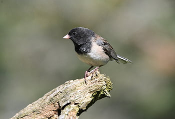 píseň vrabec, dvorku, pták, fotografování ptáků, Příroda, volně žijících živočichů, fotografování divoké zvěře, pozorování ptáků, birding, Milovníci ptáků, milovníky přírody