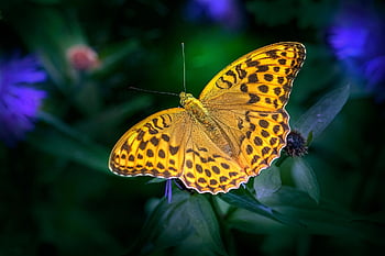 stříbřitá fritillary, motýl, květ, opylit, opylování, květinové pozadí, hmyz, okřídlený hmyz, motýlí křídla, květinové tapety, krásné květiny