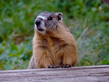 marmot, wildlife, animal, nature, cute, wild