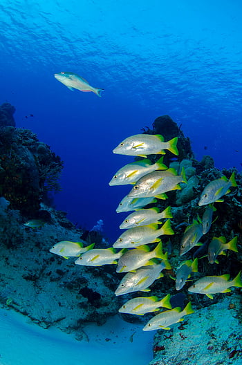 underwater photography, school of fish, coral reefs, deep blue ocean, vibrant fish, marine life, ocean scenery, underwater scene, fish swimming, coral reef photography, blue ocean water