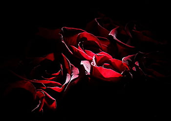 roses, beautiful Flowers, flower Background, bouquet, flowers, love, novel, romantic, flower, gift, bloom