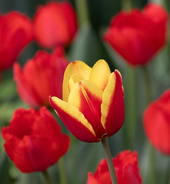 tulip, flower, flower Background, beautiful Flowers, plant, red Tulip, red Flower, petals, flower Wallpaper, bloom, spring