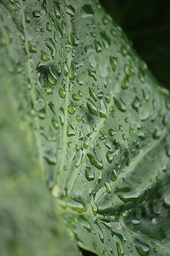 leaf, waterdrops, green Leaf, dewdrops, macro, nature, close Up, leaves, forest, agriculture, fog