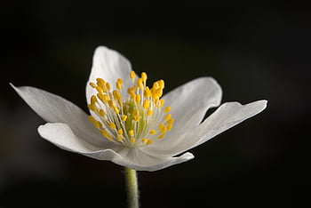wood Anemones, forest, spring, nature, blossom, bloom, white, forest Flower, close Up, petals