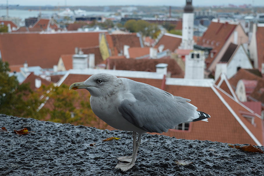 estonia, bird, europe, nature, city, tallinn