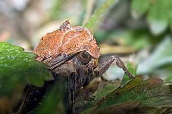 oranžová můra, hmyz, motýl, bombyx, hlava, můry, entomologie, zavřít, pentax k10