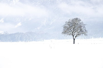 snow, winter, tree, landscape, nature, white, bare Tree, snowy, wintry, winterscape, snowscape