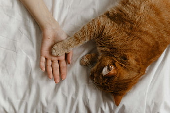 ingefära katt, mänsklig hand, mysig scen, kattpote, säng, husdjursinteraktion, djurhumanbindning, inomhusmiljö, kattdjur, tamkatt, avslappning