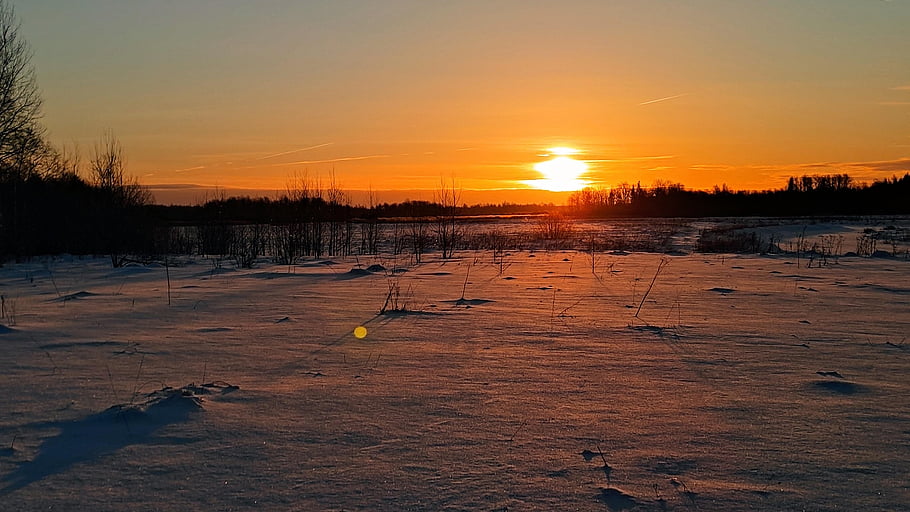 nature, season, winter, snow, forest, outdoors, dusk