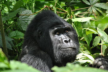 gorilla, Uganda, natura, foresta pluviale, primate, mammifero, giungla, in via di estinzione, montagna, viso, Africa