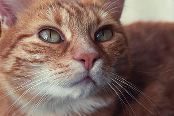 cat, red Mackerel Tabby, domestic Cat, red, kitten, domestic Animal, wildlife, cat Face, animal, pet, cute