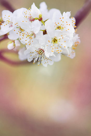 white petaled flower, selective focus photography, delicate white cherry blossoms, full bloom, spring essence, branch, floral photography, nature photography, soft focus, spring flowers, white blossoms