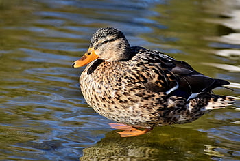 duck, mallard, lake, bird, nature, water Bird, poultry, wild Bird, animal, wildlife